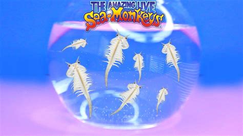 Create a Spectacular Underwater World with Sea Monkeys Magical Fortress!